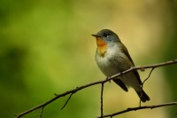Lejsek maly - Ficedula parva - Red-breasted Flycatcher 0549